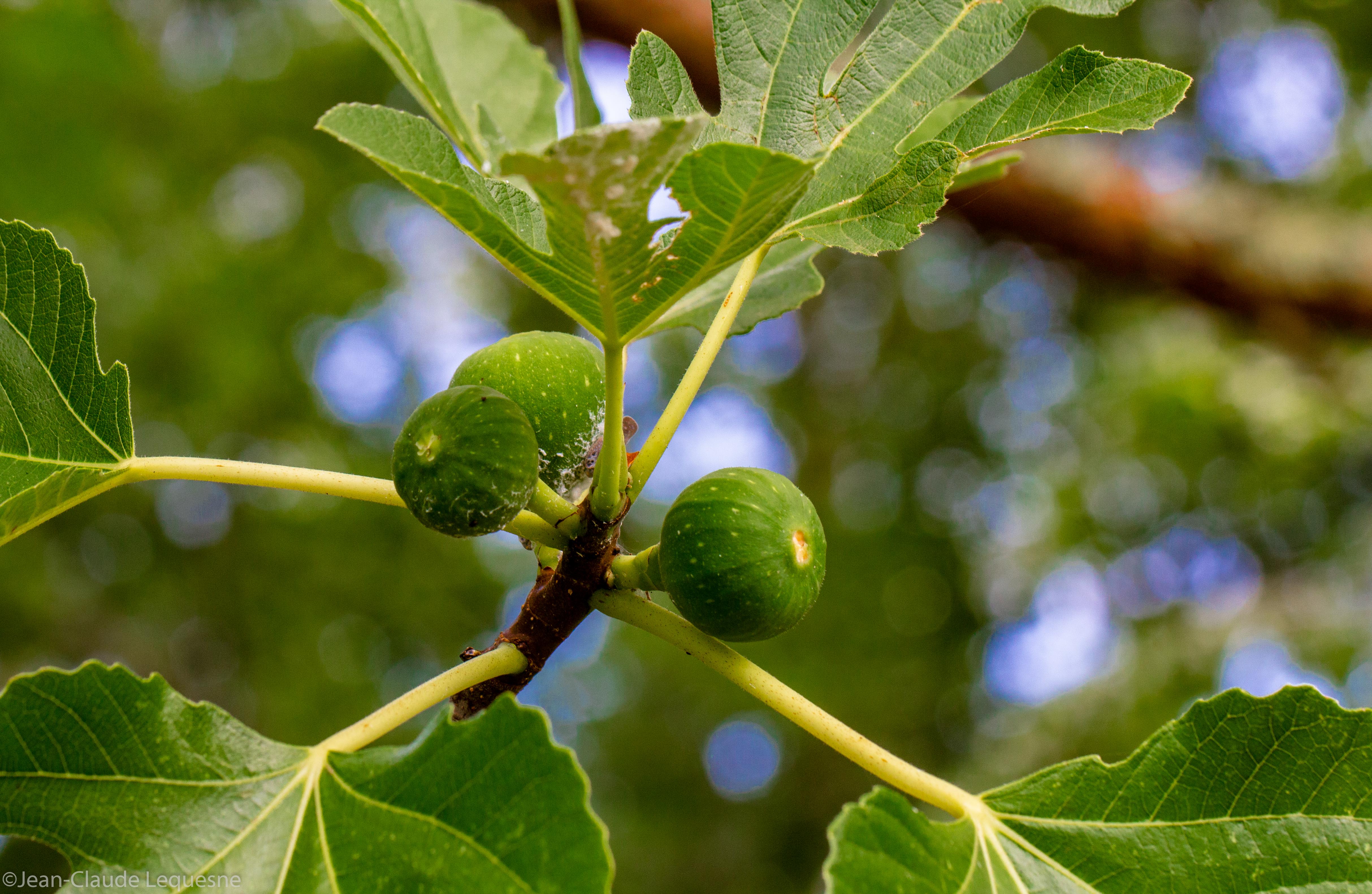 Figue verte de Marennes